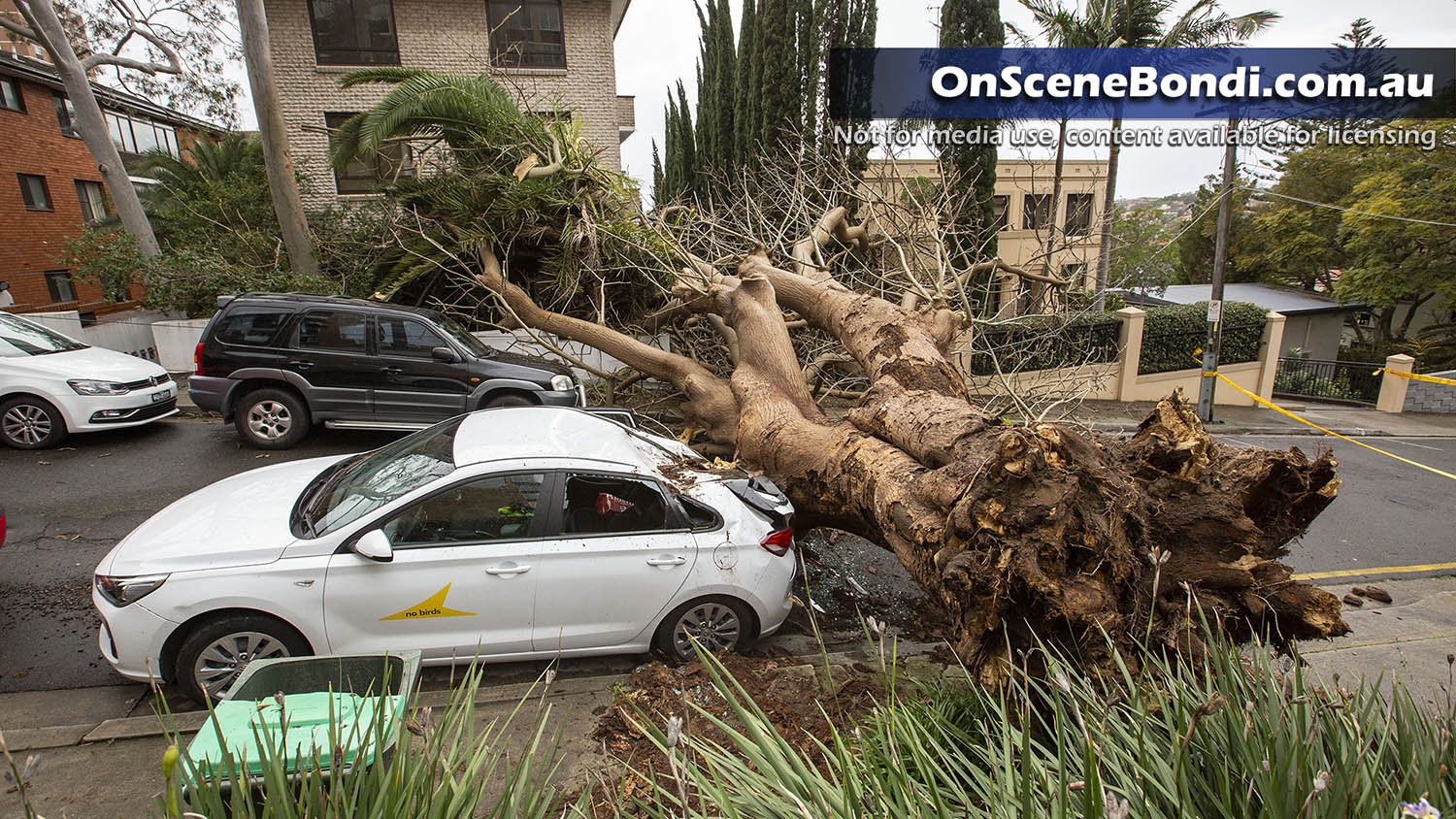Wild weather and strong winds take down tree in Randwick