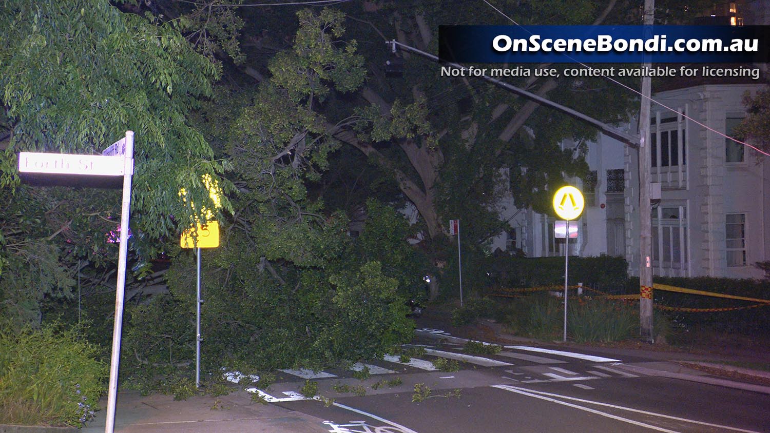 20201224 woollahra tree 012