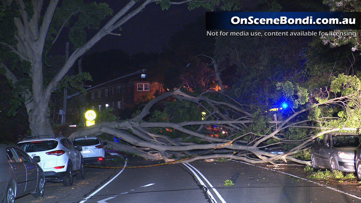 20201224 woollahra tree 014