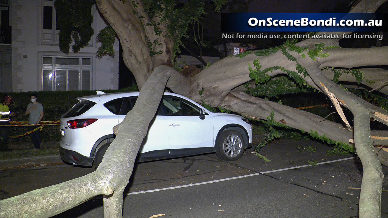 Tree crashes onto roadway cutting power to homes in Woollahra